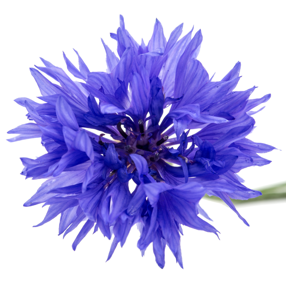 Cellules actives de bleuet enrichies en vitamine C