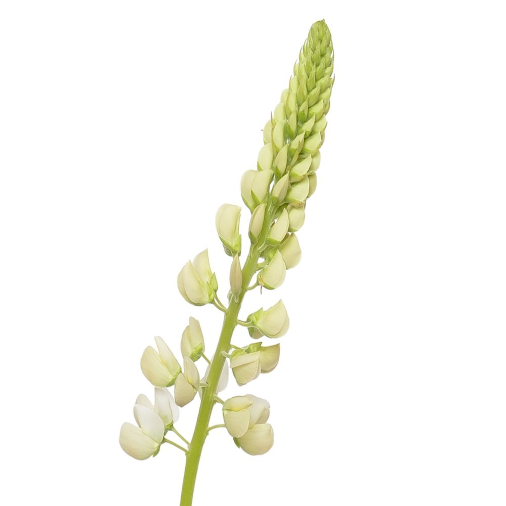 photo tige lupin pour extraire l'huile