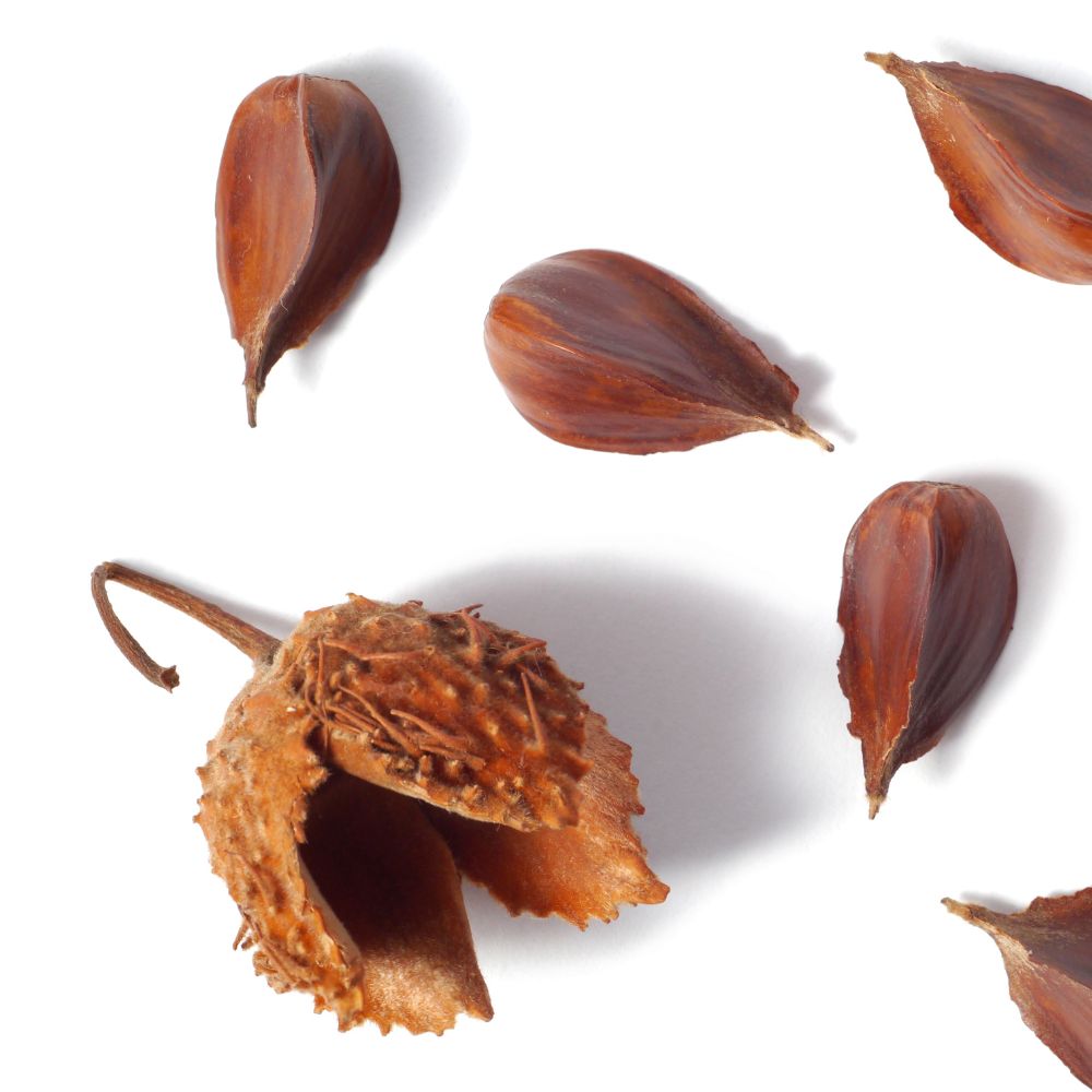 Huile de Faine de Hêtre