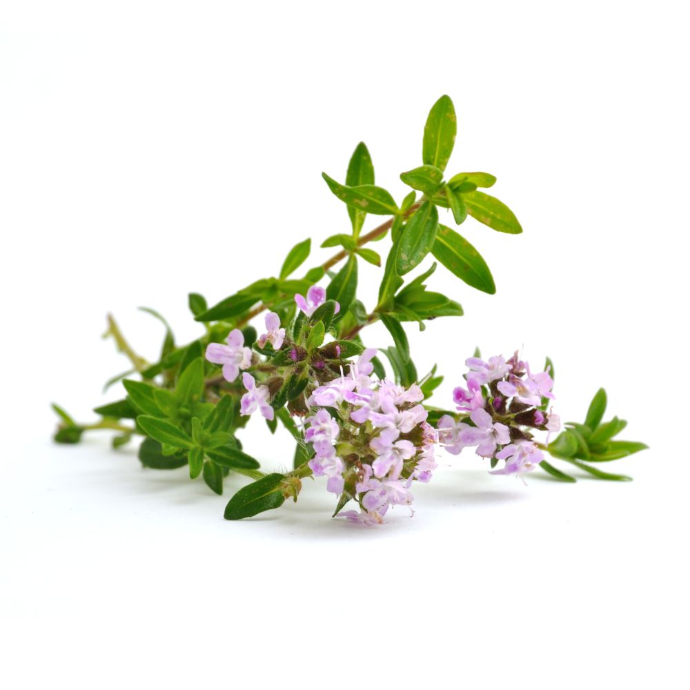 Oléoactif de Thym